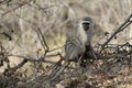 Monkey sitting on a tree and observing around